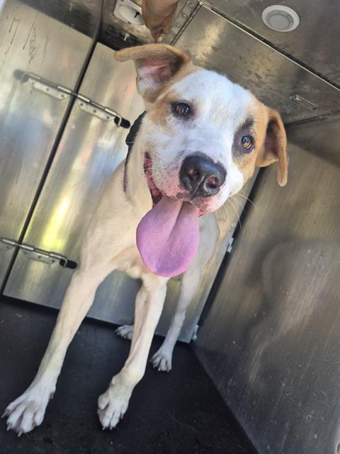Shelter Stray Male Dog last seen MONTEREY ST, 4710 TX-151, San Antonio, TX 78227, USA