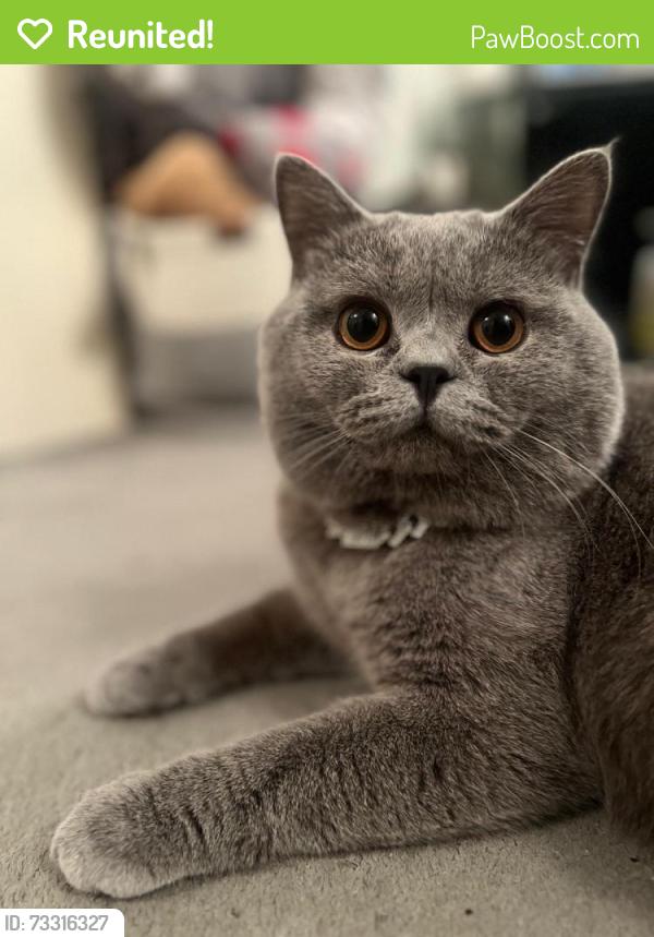 Reunited Male Cat last seen Deansway N9, Greater London, England 