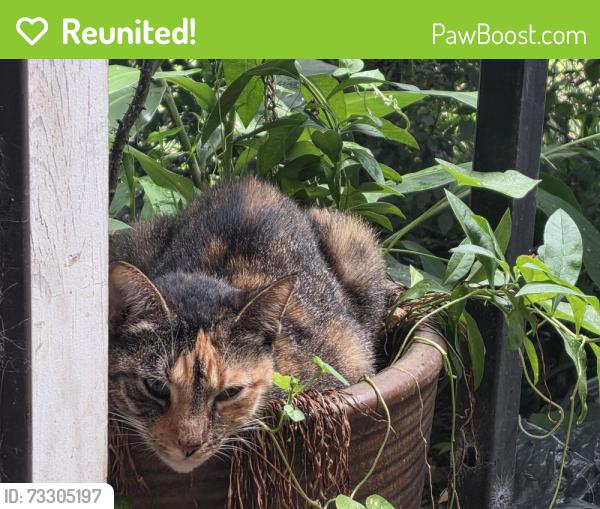 Reunited Female Cat last seen Near Colonial Ave and Finley St, Greenville, SC 29611