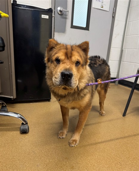 Shelter Stray Female Dog last seen OFALLON, 4850 Mid Rivers Mall Dr, St Peters, MO 63376, USA