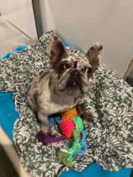 Shelter Stray Female Dog last seen PHELPS X VESTA, 1419 Bryant St, San Francisco, CA 94103, USA