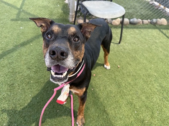 Shelter Stray Male Dog last seen WYCLIFF DR AND VERRADO WAY, 2500 S 27th Ave, Phoenix, AZ 85009, USA