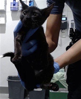 Shelter Stray Male Cat last seen POST/GEARY, 1419 Bryant St, San Francisco, CA 94103, USA