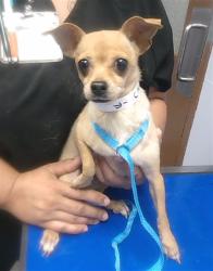 Shelter Stray Female Dog last seen 35TH AVE AND ROESER RD, 2500 S 27th Ave, Phoenix, AZ 85009, USA