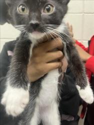 Shelter Stray Male Cat last seen VETRO RESEARCH PARK, 4950 SW Triana Blvd, Huntsville, AL 35805, USA