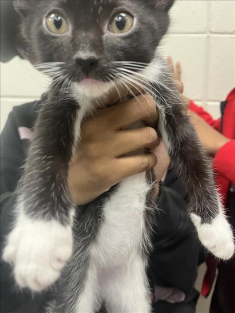 Shelter Stray Male Cat last seen VETRO RESEARCH PARK, 4950 SW Triana Blvd, Huntsville, AL 35805, USA