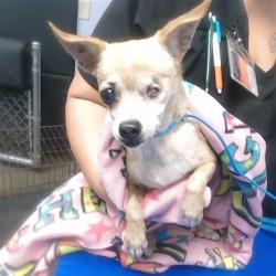 Shelter Stray Female Dog last seen 35TH AVE AND ROESER RD, 2500 S 27th Ave, Phoenix, AZ 85009, USA