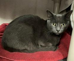 Shelter Stray Male Cat last seen WOODWAY DR SW / WESTHEIMER DR SW, 4950 SW Triana Blvd, Huntsville, AL 35805, USA