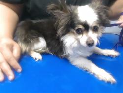 Shelter Stray Male Dog last seen 67TH AVE AND OLIVE AVE, 2500 S 27th Ave, Phoenix, AZ 85009, USA
