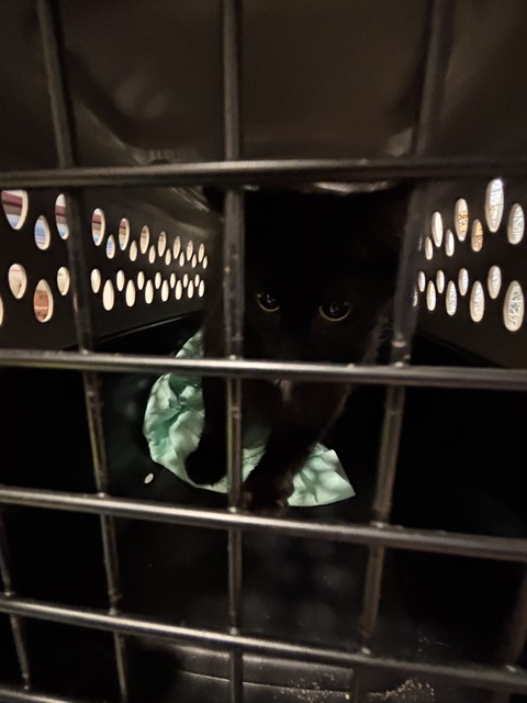 Shelter Stray Female Cat last seen , 4950 SW Triana Blvd, Huntsville, AL 35805, USA