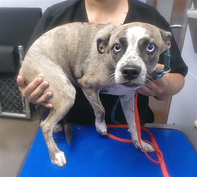 Shelter Stray Female Dog last seen 51ST AVE AND MCDOWELL RD, 2500 S 27th Ave, Phoenix, AZ 85009, USA