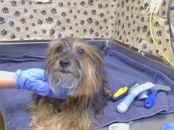 Shelter Stray Male Dog last seen FREEDOM PARK DR/DUDLEY BLVD, 95660, 3839 Bradshaw Rd, Sacramento, CA 95827, USA