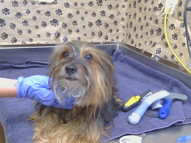 Shelter Stray Male Dog last seen FREEDOM PARK DR/DUDLEY BLVD, 95660, 3839 Bradshaw Rd, Sacramento, CA 95827, USA