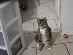 Lost Female Cat last seen Olympia, Palm Bay, FL 32908