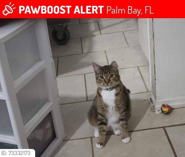 Lost Female Cat last seen Olympia, Palm Bay, FL 32908