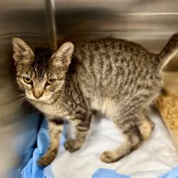 Shelter Stray Female Cat last seen S JOHNS ST/SHIRLEY AVE, MT DORA, 12280 County Rd 448, Tavares, FL 32778, USA