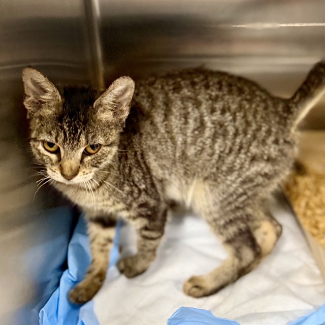 Shelter Stray Female Cat last seen S JOHNS ST/SHIRLEY AVE, MT DORA, 12280 County Rd 448, Tavares, FL 32778, USA