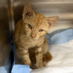 Shelter Stray Female Cat last seen S JOHNS ST/SHIRLEY AVE, MT DORA, 12280 County Rd 448, Tavares, FL 32778, USA