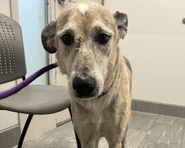 Shelter Stray Female Dog last seen , 2080 S Quebec St, Denver, CO 80231, USA