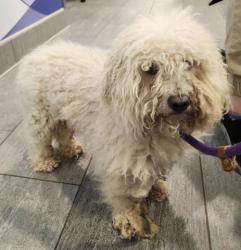 Shelter Stray Male Dog last seen , 2080 S Quebec St, Denver, CO 80231, USA