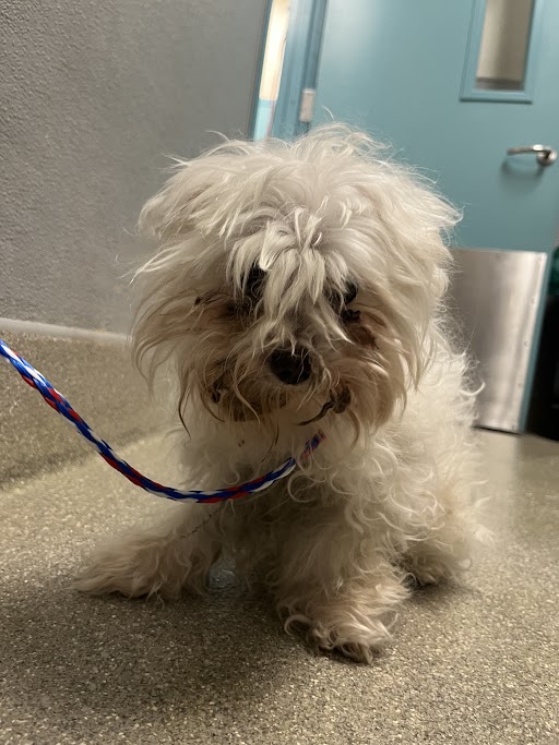 Shelter Stray Male Dog last seen S DECATUR BLVD & W FLAMINGO RD, 655 N Mojave Rd, Las Vegas, NV 89101, USA