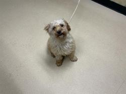 Shelter Stray Male Dog last seen Near BLOCK N 47TH ST, 3839 W Burnham St, West Milwaukee, WI 53215, USA