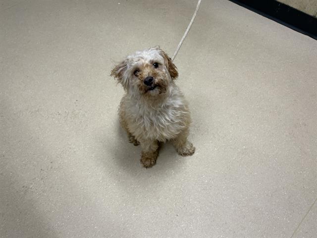 Shelter Stray Male Dog last seen Near BLOCK N 47TH ST, 3839 W Burnham St, West Milwaukee, WI 53215, USA