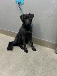 Shelter Stray Male Dog last seen Near BLOCK E CHARLESTON BLVD, LAS VEGAS NV 89104, 655 N Mojave Rd, Las Vegas, NV 89101, USA