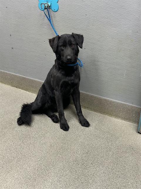 Shelter Stray Male Dog last seen Near BLOCK E CHARLESTON BLVD, LAS VEGAS NV 89104, 655 N Mojave Rd, Las Vegas, NV 89101, USA