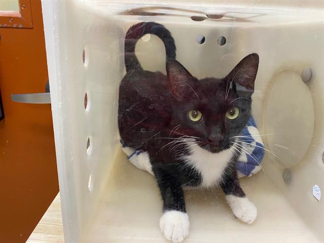 Shelter Stray Female Cat last seen Near BLOCK S 13TH ST, 3839 W Burnham St, West Milwaukee, WI 53215, USA