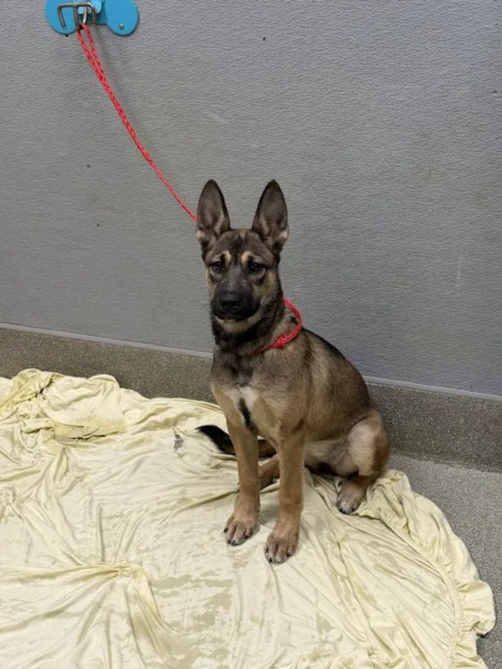 Shelter Stray Female Dog last seen Near BLOCK E CHARLESTON BLVD, LAS VEGAS NV 89104, 655 N Mojave Rd, Las Vegas, NV 89101, USA