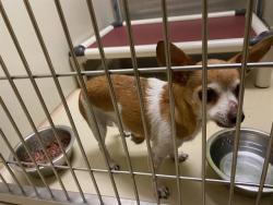 Shelter Stray Female Dog last seen Near BLOCK S 9TH ST, 3839 W Burnham St, West Milwaukee, WI 53215, USA