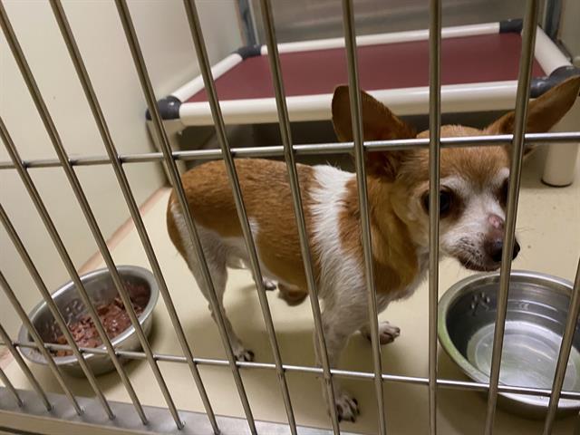 Shelter Stray Female Dog last seen Near BLOCK S 9TH ST, 3839 W Burnham St, West Milwaukee, WI 53215, USA