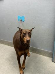 Shelter Stray Male Dog last seen Near BLOCK OF E. OQUENDO RD, 655 N Mojave Rd, Las Vegas, NV 89101, USA