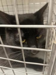Shelter Stray Male Cat last seen E TROPICANA AVE & TAMARUS ST, 655 N Mojave Rd, Las Vegas, NV 89101, USA