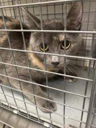 Shelter Stray Female Cat last seen E TROPICANA AVE & TAMARUS ST, 655 N Mojave Rd, Las Vegas, NV 89101, USA