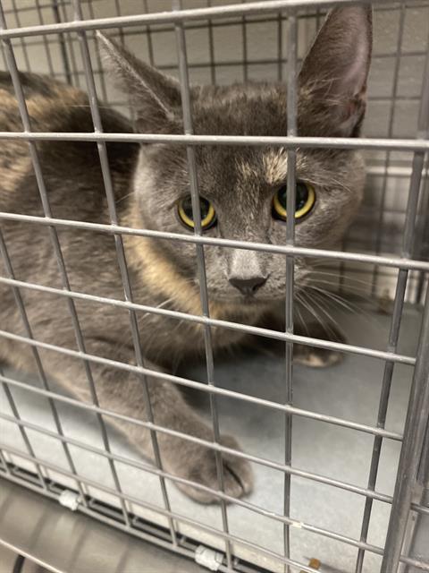 Shelter Stray Female Cat last seen E TROPICANA AVE & TAMARUS ST, 655 N Mojave Rd, Las Vegas, NV 89101, USA
