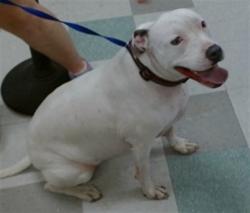 Shelter Stray Female Dog last seen FOUND AT THE ZOO, 2811 SE 29th St, Oklahoma City, OK 73129, USA