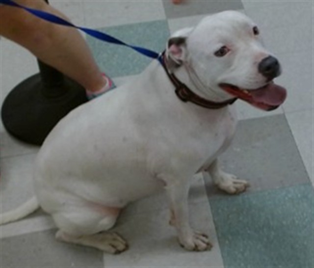 Shelter Stray Female Dog last seen FOUND AT THE ZOO, 2811 SE 29th St, Oklahoma City, OK 73129, USA