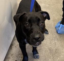 Shelter Stray Female Dog last seen , 4000 N Silverbell Rd, Tucson, AZ 85745, USA