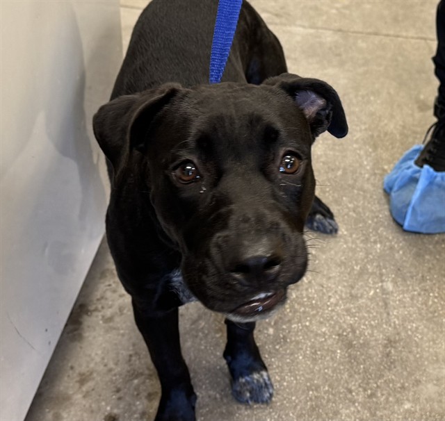 Shelter Stray Female Dog last seen , 4000 N Silverbell Rd, Tucson, AZ 85745, USA