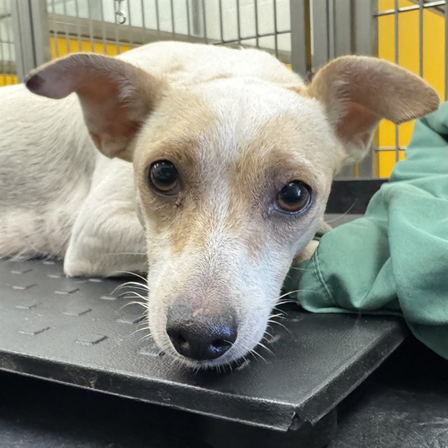 Shelter Stray Female Dog last seen , 4000 N Silverbell Rd, Tucson, AZ 85745, USA