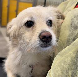 Shelter Stray Female Dog last seen , 4000 N Silverbell Rd, Tucson, AZ 85745, USA