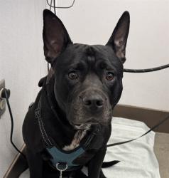 Shelter Stray Male Dog last seen , 4000 N Silverbell Rd, Tucson, AZ 85745, USA