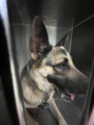 Shelter Stray Unknown Dog last seen Near BLOCK E PARK PL, OKLAHOMA CITY OK 73117, 2811 SE 29th St, Oklahoma City, OK 73129, USA