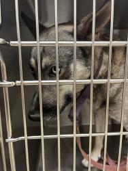 Shelter Stray Unknown Dog last seen Near BLOCK E PARK PL, OKLAHOMA CITY OK 73117, 2811 SE 29th St, Oklahoma City, OK 73129, USA
