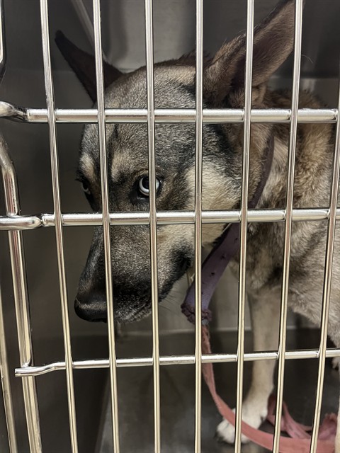 Shelter Stray Unknown Dog last seen Near BLOCK E PARK PL, OKLAHOMA CITY OK 73117, 2811 SE 29th St, Oklahoma City, OK 73129, USA