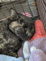 Shelter Stray Female Cat last seen , 4000 N Silverbell Rd, Tucson, AZ 85745, USA