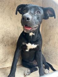 Shelter Stray Unknown Dog last seen Near BLOCK MELROSE LN, OKLAHOMA CITY OK 73127, 2811 SE 29th St, Oklahoma City, OK 73129, USA