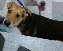 Shelter Stray Male Dog last seen FOUND AT THE ZOO, 2811 SE 29th St, Oklahoma City, OK 73129, USA